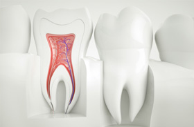 Cross-section of tooth showing its root canals