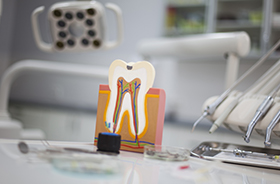 Model of the inside of a tooth